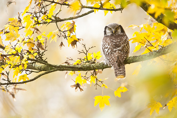 Sperweruil (Surnia ulula) in Zwolle in herfstsetting