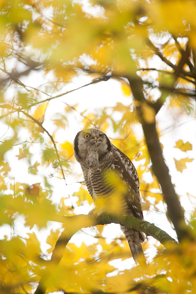 Sperweruil (Surnia ulula) met muis in Zwolle in herfstsetting