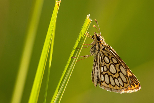 Spiegeldikkopje (Heteropterus morpheus) 