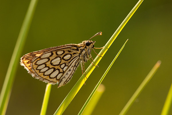 Spiegeldikkopje (Heteropterus morpheus) 