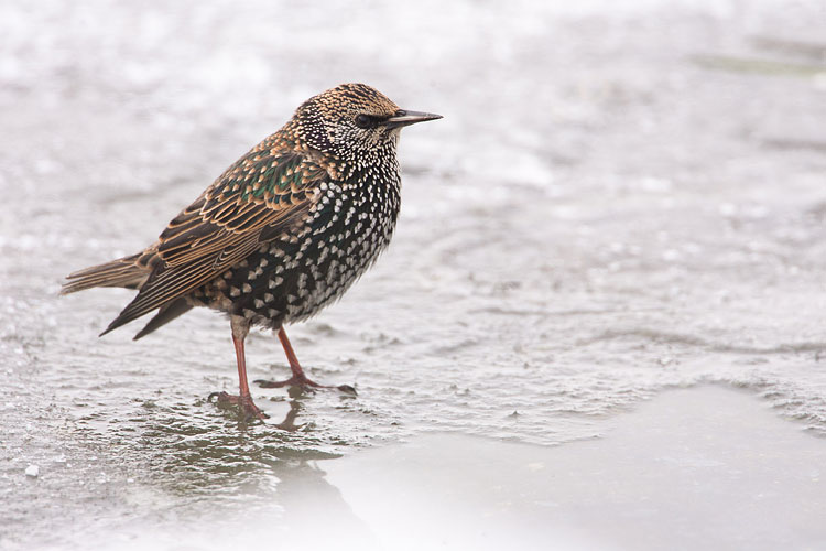 Spreeuw (Sturnus vulgaris) 