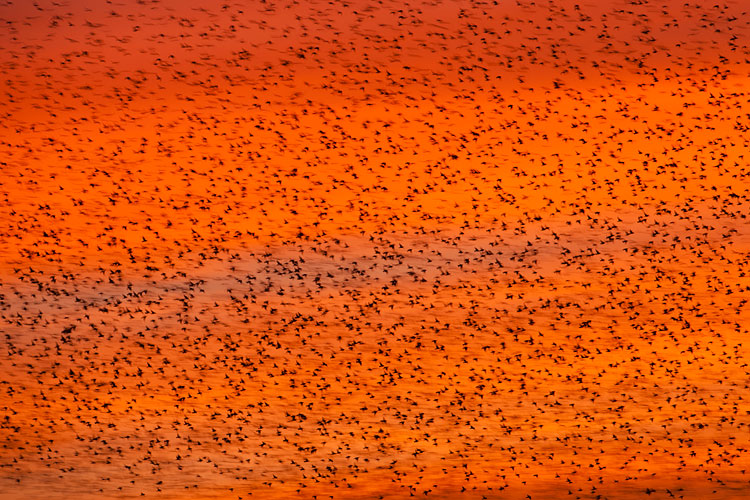 Spreeuwenzwerm (Sturnus vulgaris) voor een vuurrode zonsondergang