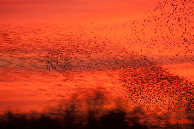 Spreeuwenzwerm (Sturnus vulgaris) met lange sluitertijd voor een vuurrode zonsondergang