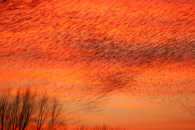 Spreeuwenzwerm (Sturnus vulgaris) met lange sluitertijd voor een vuurrode zonsondergang