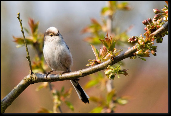 Staartmees (Aegithalos caudatus) Staartmees (Aegithalos caudatus)