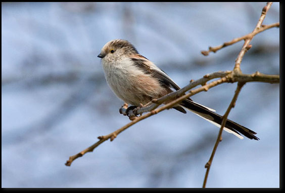 Staartmees (Aegithalos caudatus) Staartmees (Aegithalos caudatus)