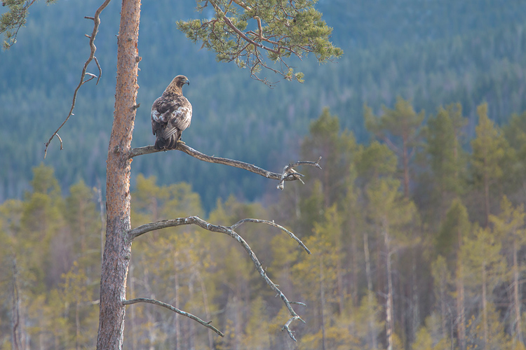 Steenarend (Aquila chrysaetos) in het Zweedse landschap