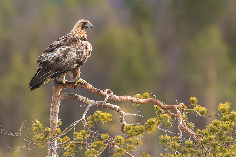 Steenarend (Aquila chrysaetos) 