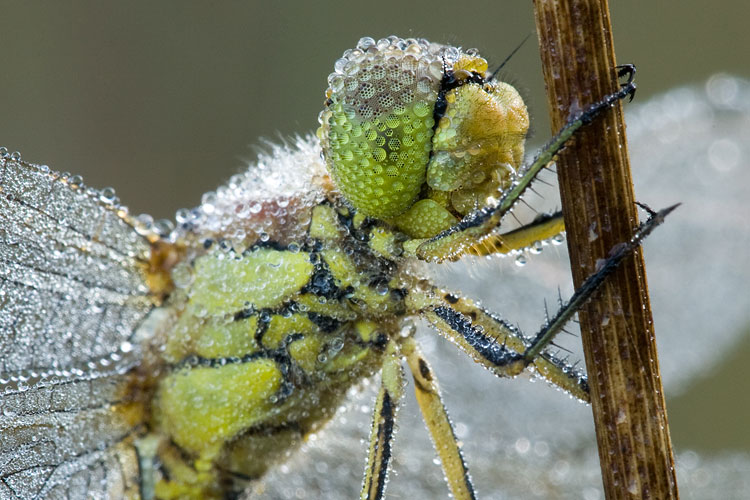 Steenrode heidelibel (Sympetrum vulgatum) close-up met dauwdruppels op zijn ogen