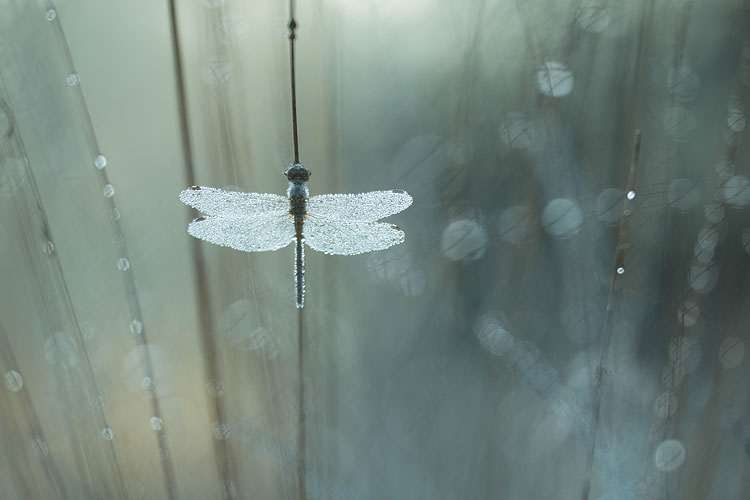 Steenrode heidelibel (Sympetrum vulgatum) in sfeervolle schaduwtinten