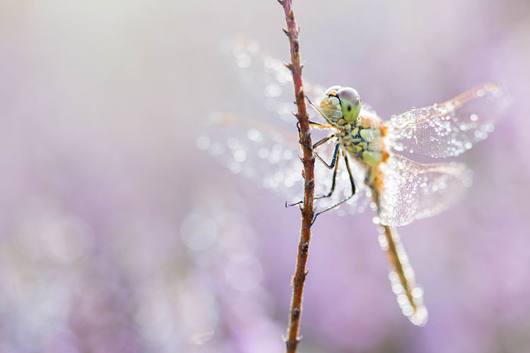 Steenrode heidelibel (Sympetrum vulgatum) tussen de bloeiende heide