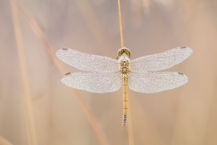 Steenrode heidelibel (Sympetrum vulgatum) hangend in grassen