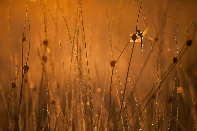 Steenrode heidelibel (Sympetrum vulgatum) in tegenlicht