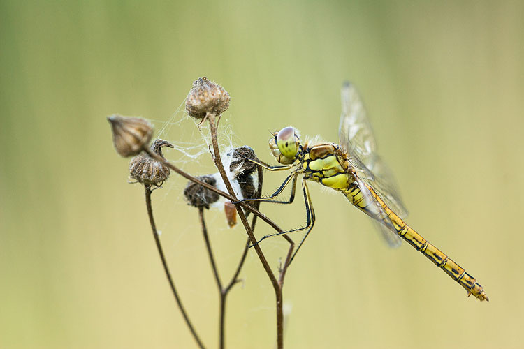 Steenrode heidelibel (Sympetrum vulgatum) 