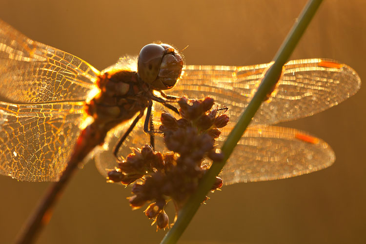 Steenrode heidelibel in tegenlicht.