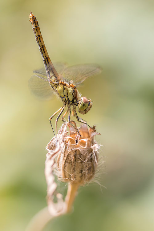 Obeliskende Steenrode heidelibel (Sympetrum vulgatum) 