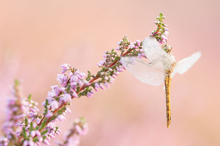 Steenrode heidelibel (Sympetrum vulgatum) in bloeiende heide