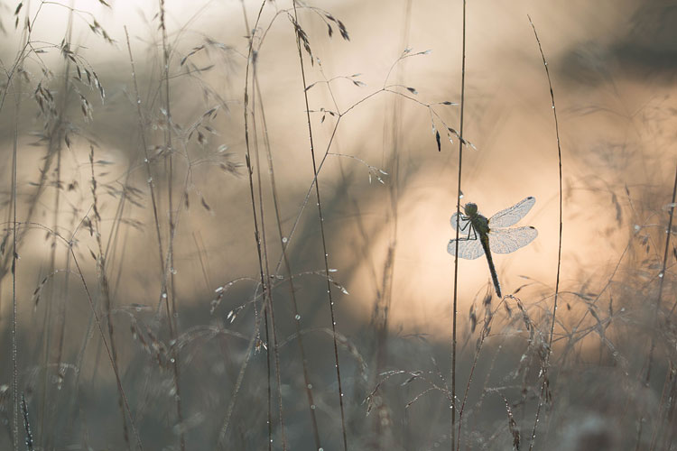 Steenrode heidelibel (Sympetrum vulgatum) hangend in bochtig smele