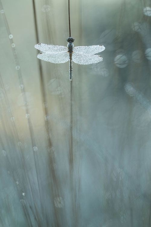 Steenrode heidelibel (Sympetrum vulgatum) in pijpenstrootje