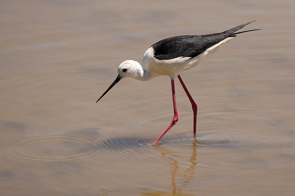 Steltkluut (Himantopus himantopus) 