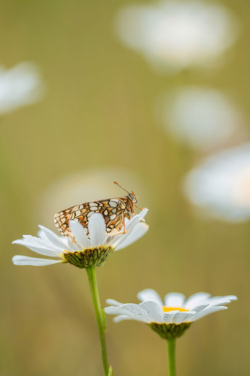 Steppeparelmoervlinder (Melitaea aurelia) 