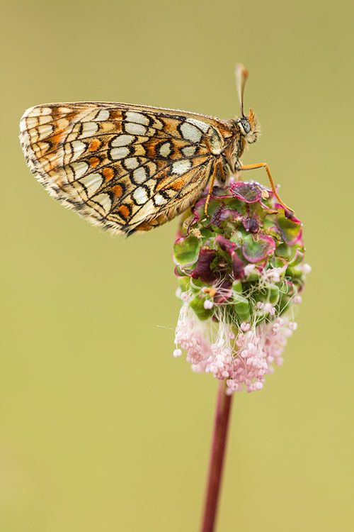 Steppeparelmoervlinder (Melitaea aurelia) 