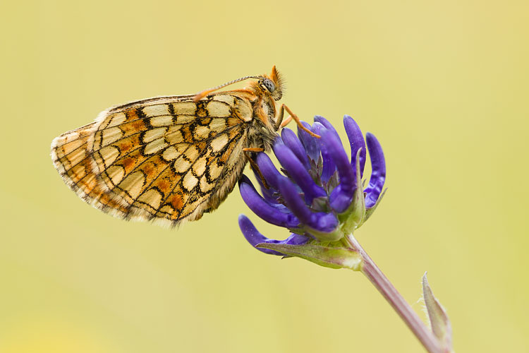 Steppeparelmoervlinder (Melitaea aurelia) 