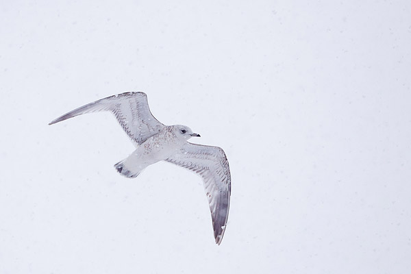 Stormmeeuw (Larus canus) (1e winter)