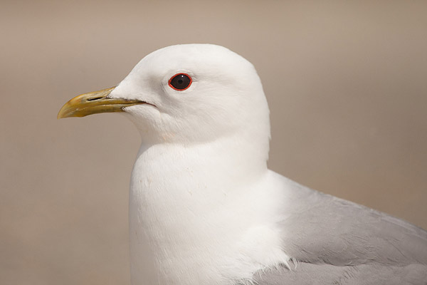 Stormmeeuw (Larus canus) kopportret