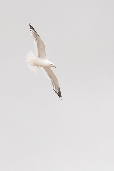 Stormmeeuw (Larus canus) adult in vlucht