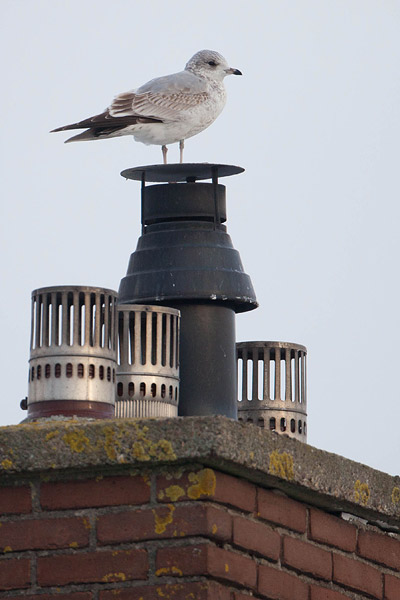 Stormmeeuw (Larus canus) (1e winter)