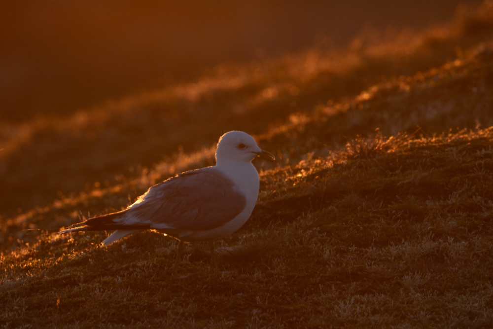 Stormmeeuw (Larus canus) in het eerste warme zonlicht