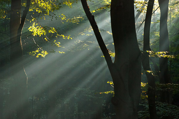 Stralen in de mist in het bos.