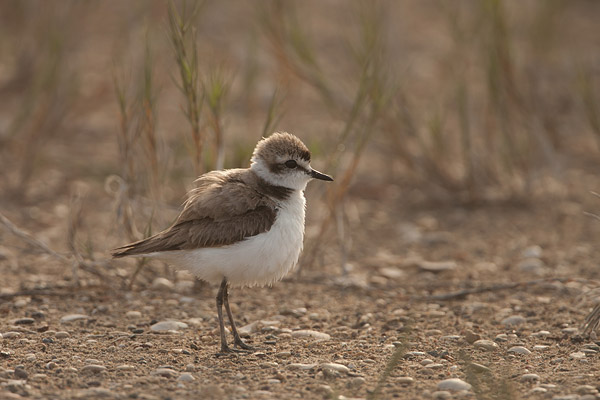 Strandplevier (Charadrius alexandrinus) 