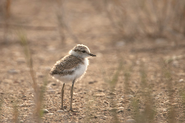 Strandplevier (Charadrius alexandrinus) kuiken