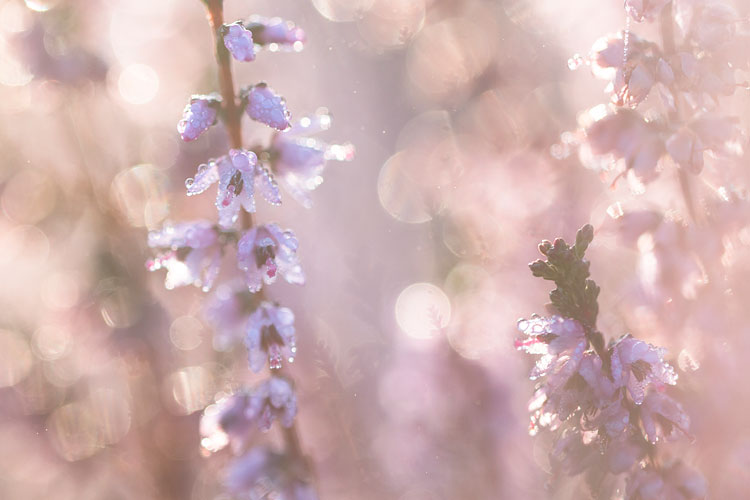 Close-up van bloeiende Struikheide (Calluna vulgaris) 