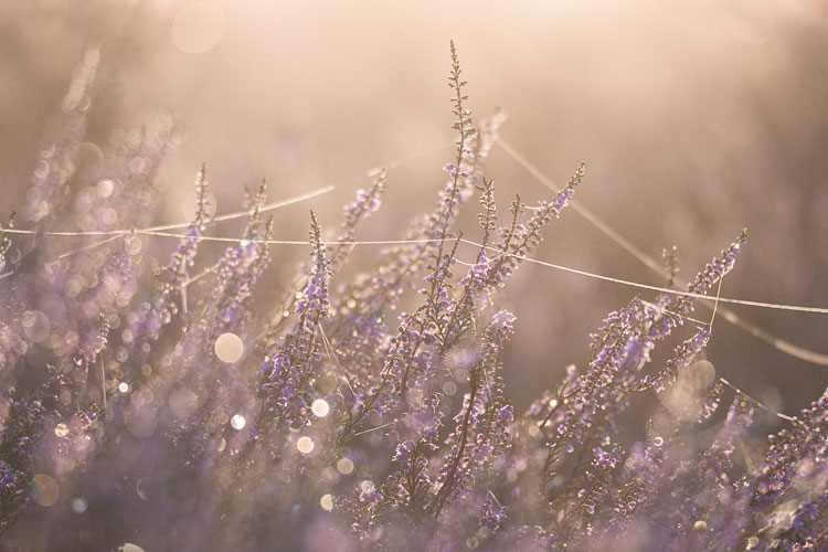 Bloeiende Struikheide (Calluna vulgaris) in tegenlicht