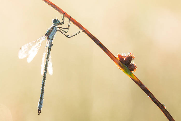 Mannetje Tangpantserjuffer (Lestes dryas) in tegenlicht