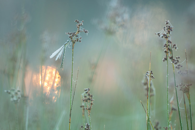 Bedauwd vrouwtje Tangpantserjuffer (Lestes dryas) in haar natuurlijke habitat met opkomende zon