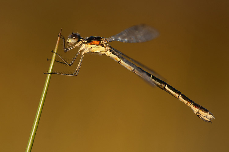 Vrouwtje Tangpantserjuffer (Lestes dryas) 