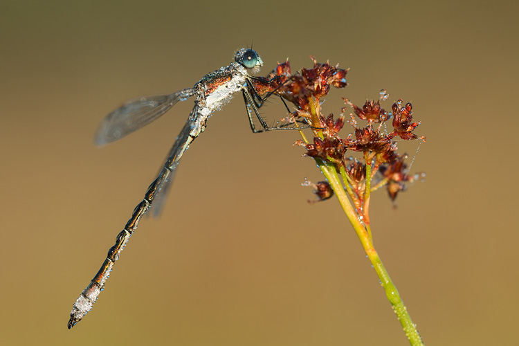 Mannetje Tangpantserjuffer (Lestes dryas) 