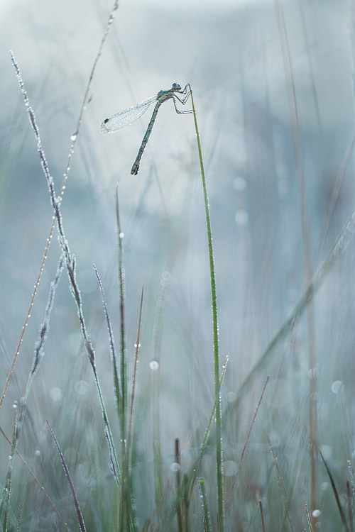 Tanpantserjuffer dame met bokeh in haar natuurlijke habitat