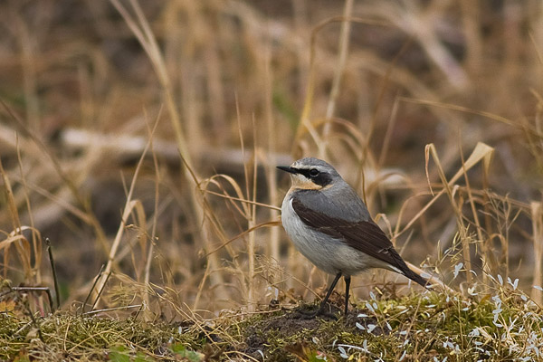 Tapuit (Oenanthe oenanthe) 