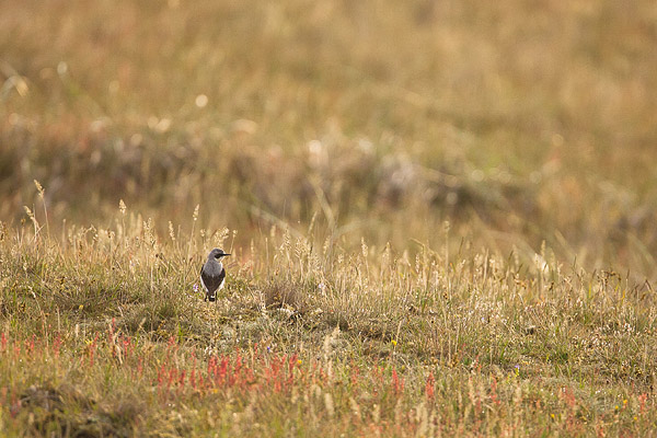 Tapuit (Oenanthe oenanthe) in de duinen