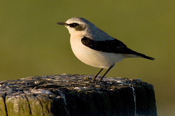 Tapuit (Oenanthe oenanthe) mannetje