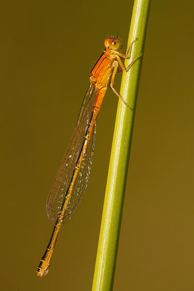 Tengere grasjuffer (Ischnura pumilio) 