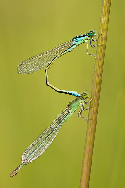 Copula Tengere grasjuffer (Ischnura pumilio) 