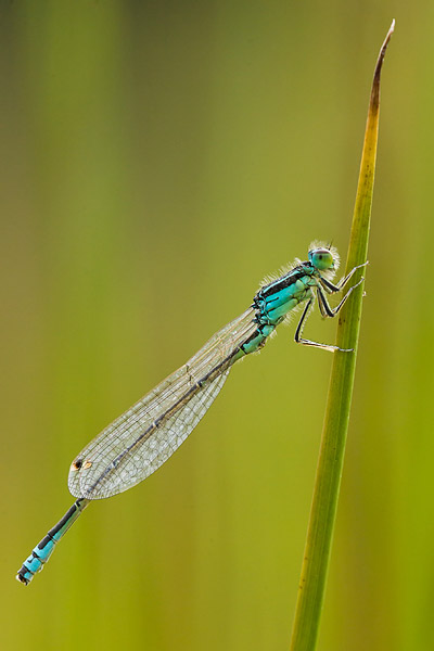 Tengere grasjuffer (Ischnura pumilio) 