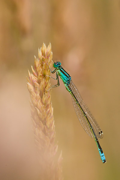 Tengere grasjuffer (Ischnura Pumilio).