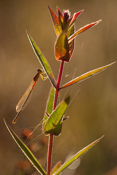 Jonge vrouw Tengere grasjuffer (Ischnura pumilio) 